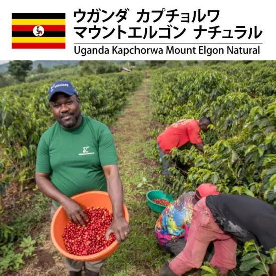 Uganda- Kapchorwa Mt. Elgon- Medium