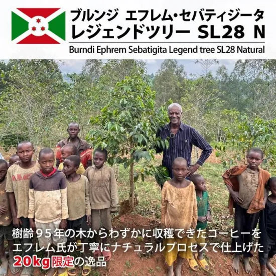 LIMITED - BURUNDI Ephrem Sebatigita Legend Tree SL28 Natural -100 Grams ( 7-10 Cups)