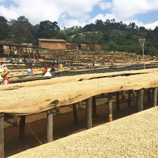ETHIOPIA - SIDAMO TADE  -Medium - 200 Grams (15-20 Cups)