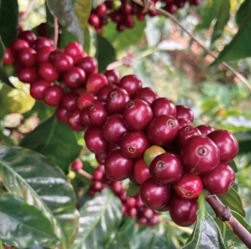 COSTA RICA- TARRAZU - MEDIUM - 200 Grams (15-20 Cups)