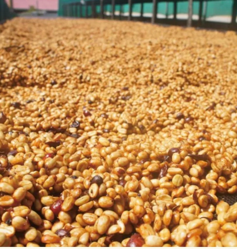 COSTA RICA- TARRAZU - MEDIUM - 200 Grams (15-20 Cups)
